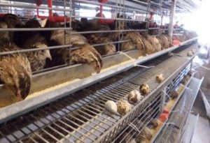 لینک انجمن گروه کانال سایت پرورش بلدرچین